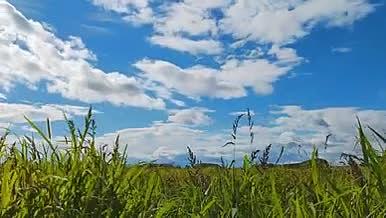 4K延时蓝天白云下的水稻稻田视频的预览图